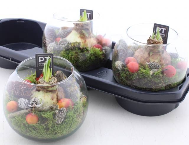 <h4>ARR BOL KNOLGEWAS</h4>