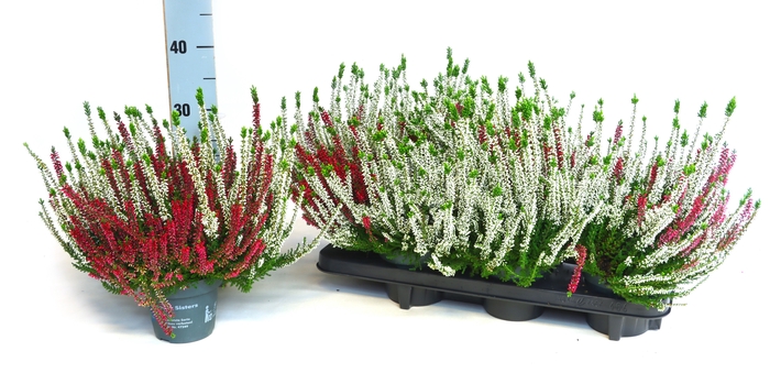 <h4>CALLU BL GEM</h4>