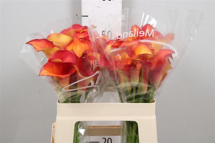 <h4>Zant Capt Trinity</h4>