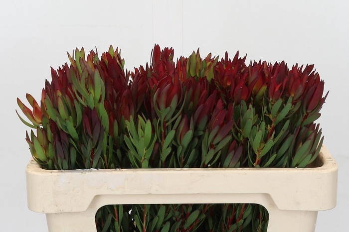 <h4>LEUCAD SAL BLUSH</h4>