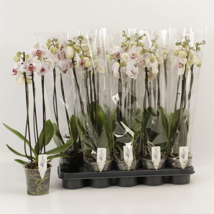 <h4>PHAL CALYPSO</h4>