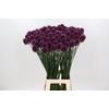 Allium Sphaerocephalon