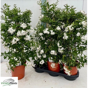 SOLANUM JASMINOIDES