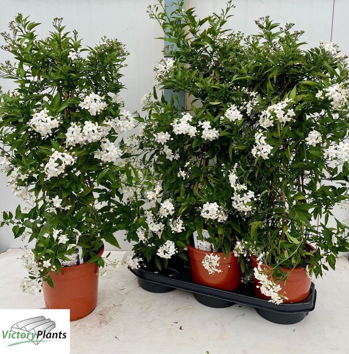 <h4>SOLANUM JASMINOIDES</h4>