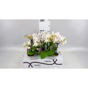 Phalaenopsis   ...mini