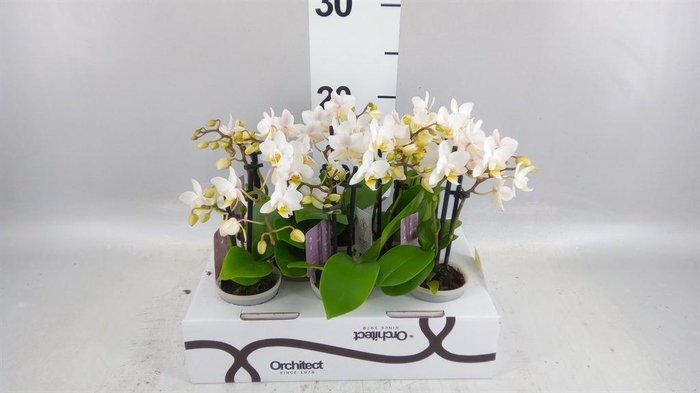 <h4>Phalaenopsis   ...mini</h4>