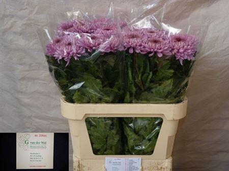 <h4>Chr G Baveno</h4>