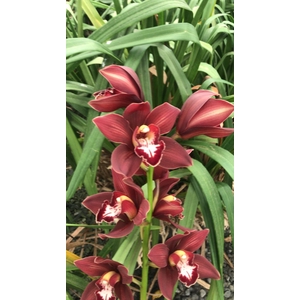 Cymbidium 12/15 Red Bl pst