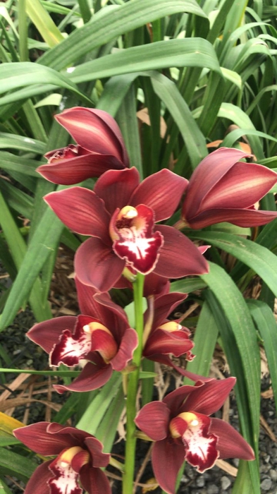 Cymbidium 12/15 Red Bl pst