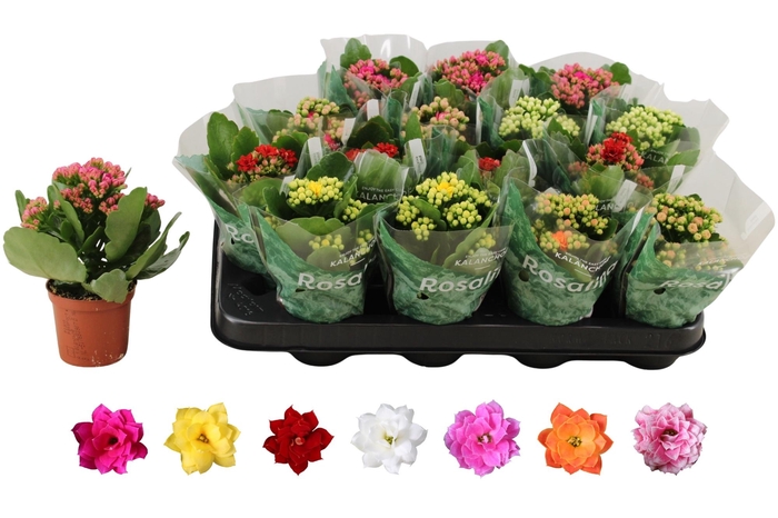 <h4>KAL GE RO GEM 6 KL</h4>