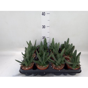 Gasteria carinata var. verrucosa