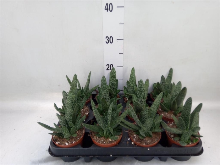 <h4>Gasteria carinata var. verrucosa</h4>
