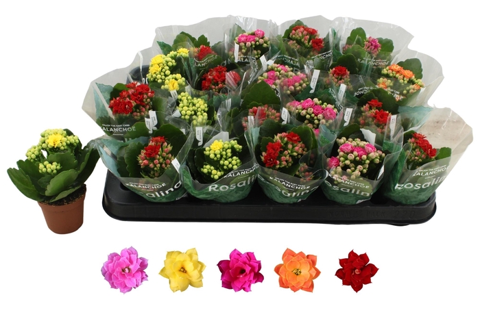 <h4>KAL GE RO GEM 5 KL</h4>