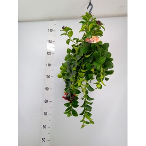 Aeschynanthus  'Mona Lisa'