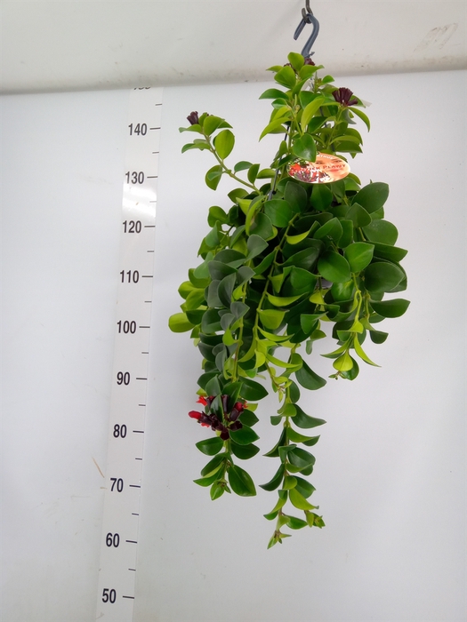 <h4>Aeschynanthus  'Mona Lisa'</h4>