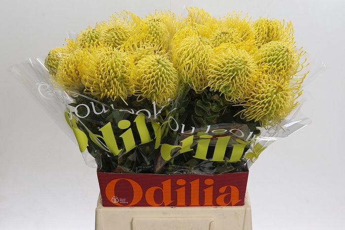 <h4>Nutans High Gold</h4>