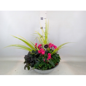 Arr.   Tuinplanten L%