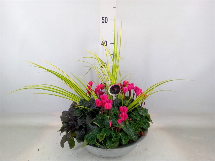 <h4>Arr.   Tuinplanten L%</h4>