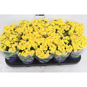 KALANCHOE DOBRADO P11 AMARELO
