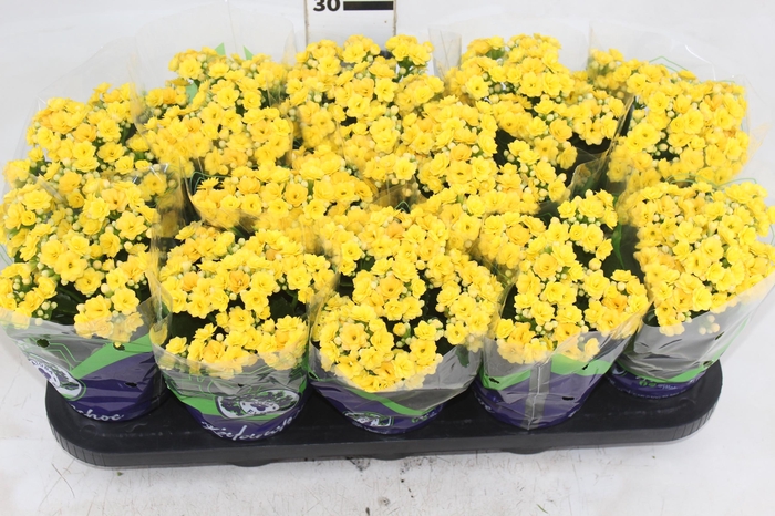 <h4>KALANCHOE DOBRADO P11 AMARELO</h4>
