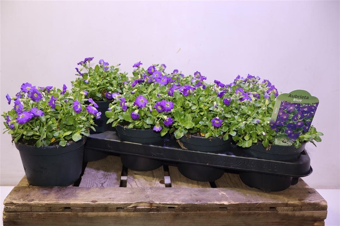 <h4>Aubr Gracilis Kitte</h4>