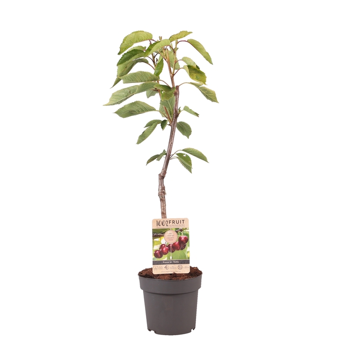 <h4>Prunus Avium Stella Patioboom</h4>