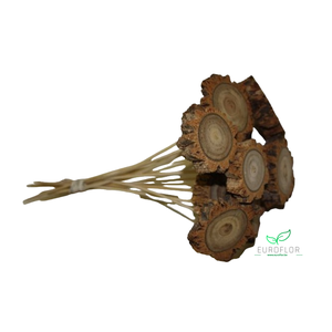 ESTRELLA ON STICK 30cm 10pcs