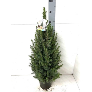 PICEA GL CONICA