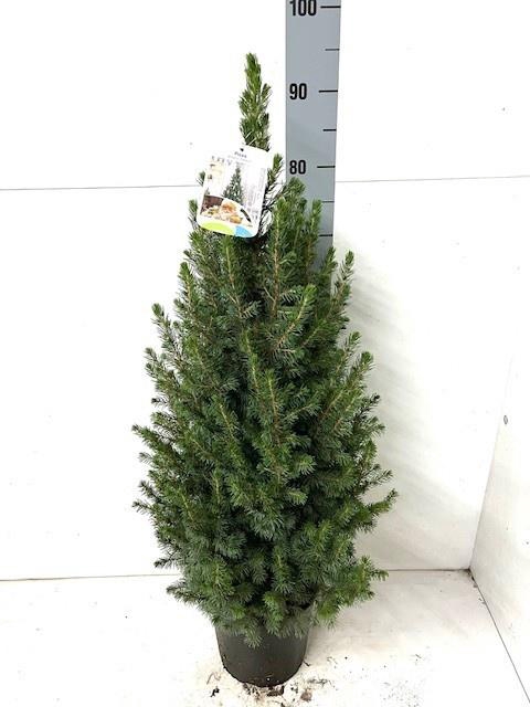 <h4>PICEA GL CONICA</h4>