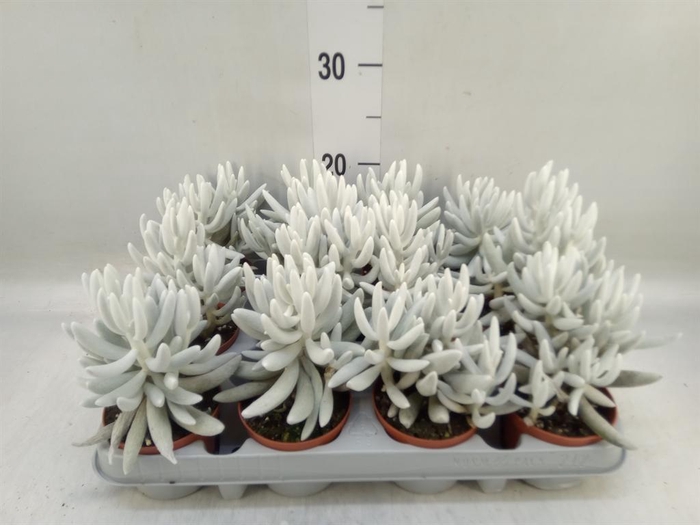 <h4>Senecio   ...</h4>