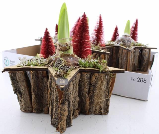 <h4>ARR BOL KNOLGEWAS</h4>