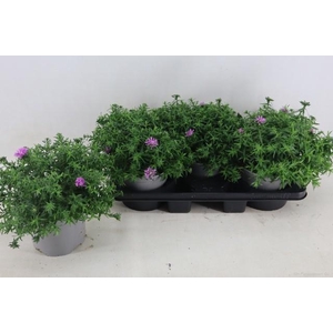 ASTER D AL LIGH PINK