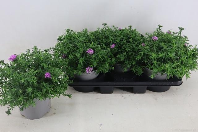 <h4>ASTER D AL LIGH PINK</h4>