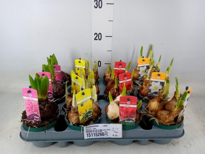 <h4>Bolbloemen   ...mix</h4>