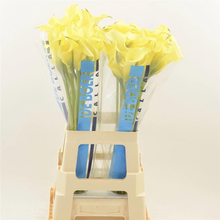 <h4>ZANT ALICE SPRINGS</h4>