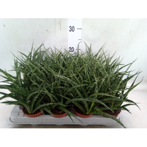 Sansevieria  'Fernwood'