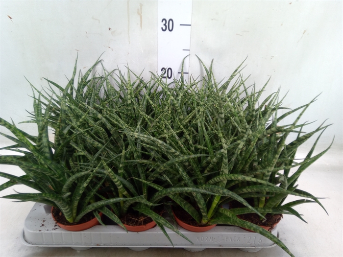 <h4>Sansevieria  'Fernwood'</h4>