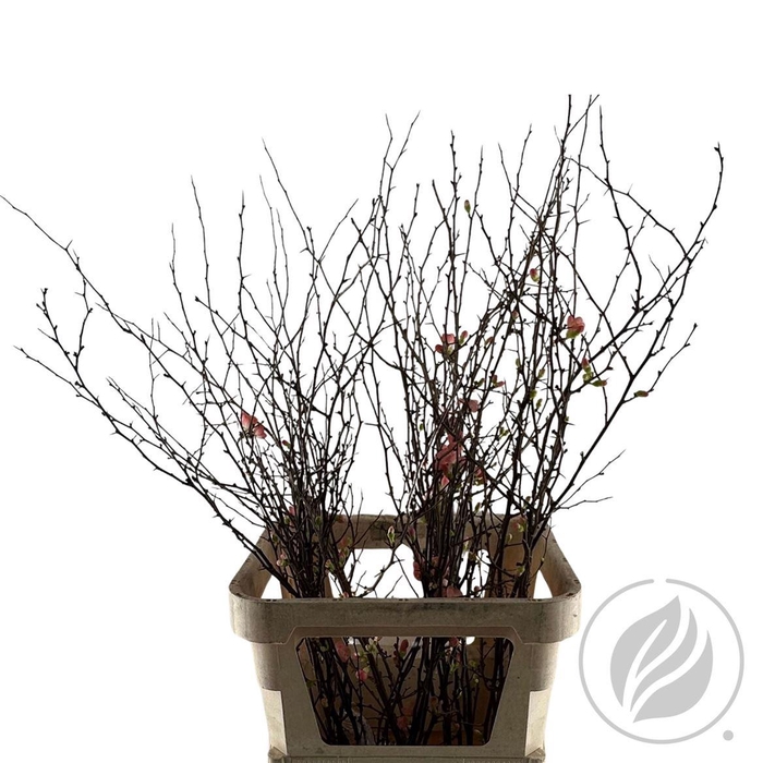 <h4>Chaenomeles Super 100/100cm</h4>