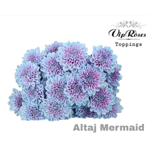 CHR T ALTAJ MERMAID