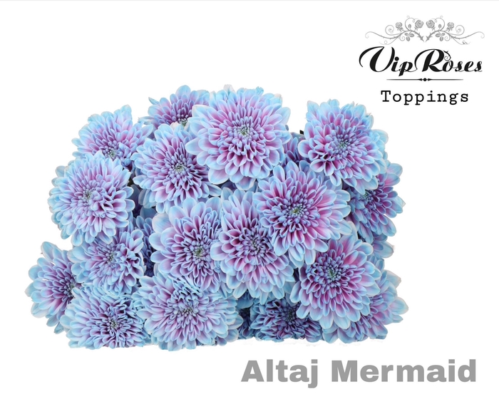 <h4>CHR T ALTAJ MERMAID</h4>