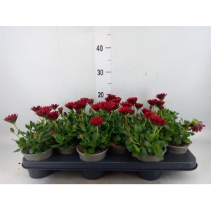 Osteospermum  'Sunny Dixie'