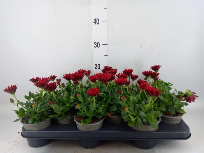 <h4>Osteospermum 'Sunny Dixie'</h4>