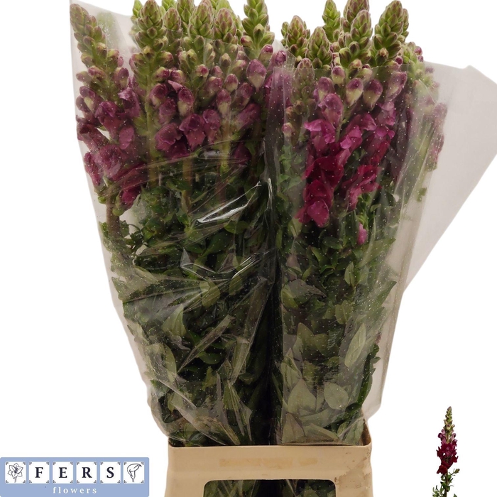 <h4>ANTIR POTO RED</h4>