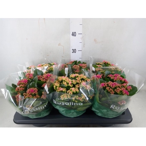 Kalanchoe blos. 'Rosalina'  ..mix 3