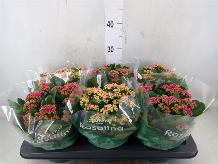 <h4>Kalanchoe blos. 'Rosalina'  ..mix 3</h4>