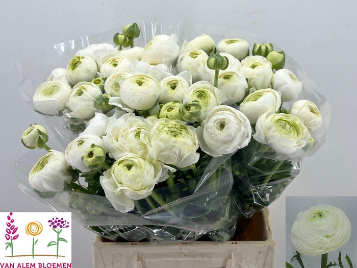 <h4>RAN AAZUR WHITE</h4>