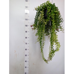 Aeschynanthus  'Twister'