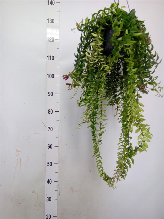 <h4>Aeschynanthus  'Twister'</h4>