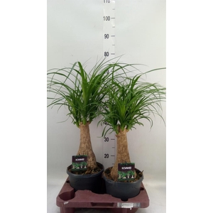 Beaucarnea recurvata