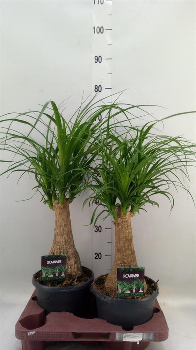 <h4>Beaucarnea recurvata</h4>